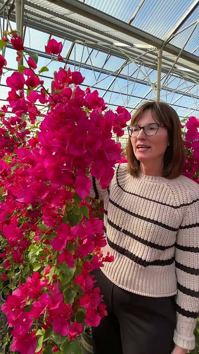 Bougainvillea Brilliance: Heat-Loving Color for Your Summer Garden 🌸