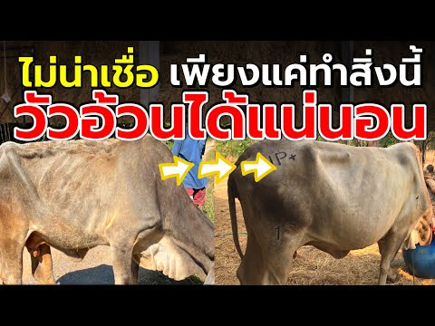 วีดีโอ: คุณสามารถตัดลูกผสมวิลโลว์ได้หรือไม่?