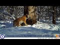 Золушка с тигрятами. Видео с фотоловушки из заповедника "Бастак"