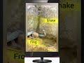 Robot Voice : FROG vs SNAKE | #animalshorts #animal #feedshorts #shortsfeed #shortvideo