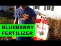 The Best Fertilizer for Blueberry Bushes