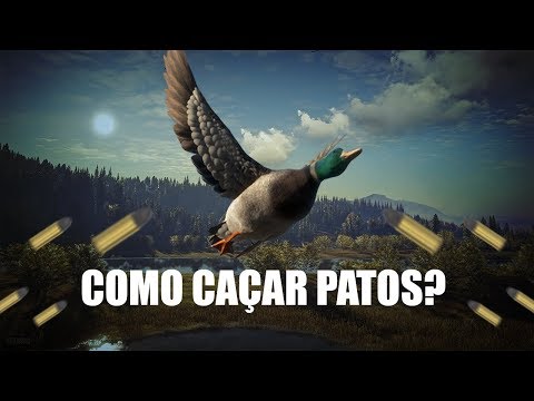 Vídeo: Como Caçar Patos