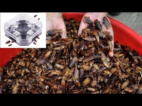 GreenLeaf Powder Cockroach Killing Bait Roach Insect Killer unboxing and  review 2021