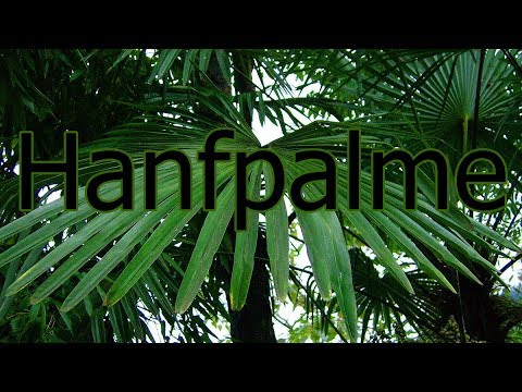 hanfpalme:-pflege,-verwendung,-wissenswertes