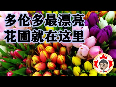 多伦多最漂亮的花圃 在这里！ | 多伦多生活的Gary