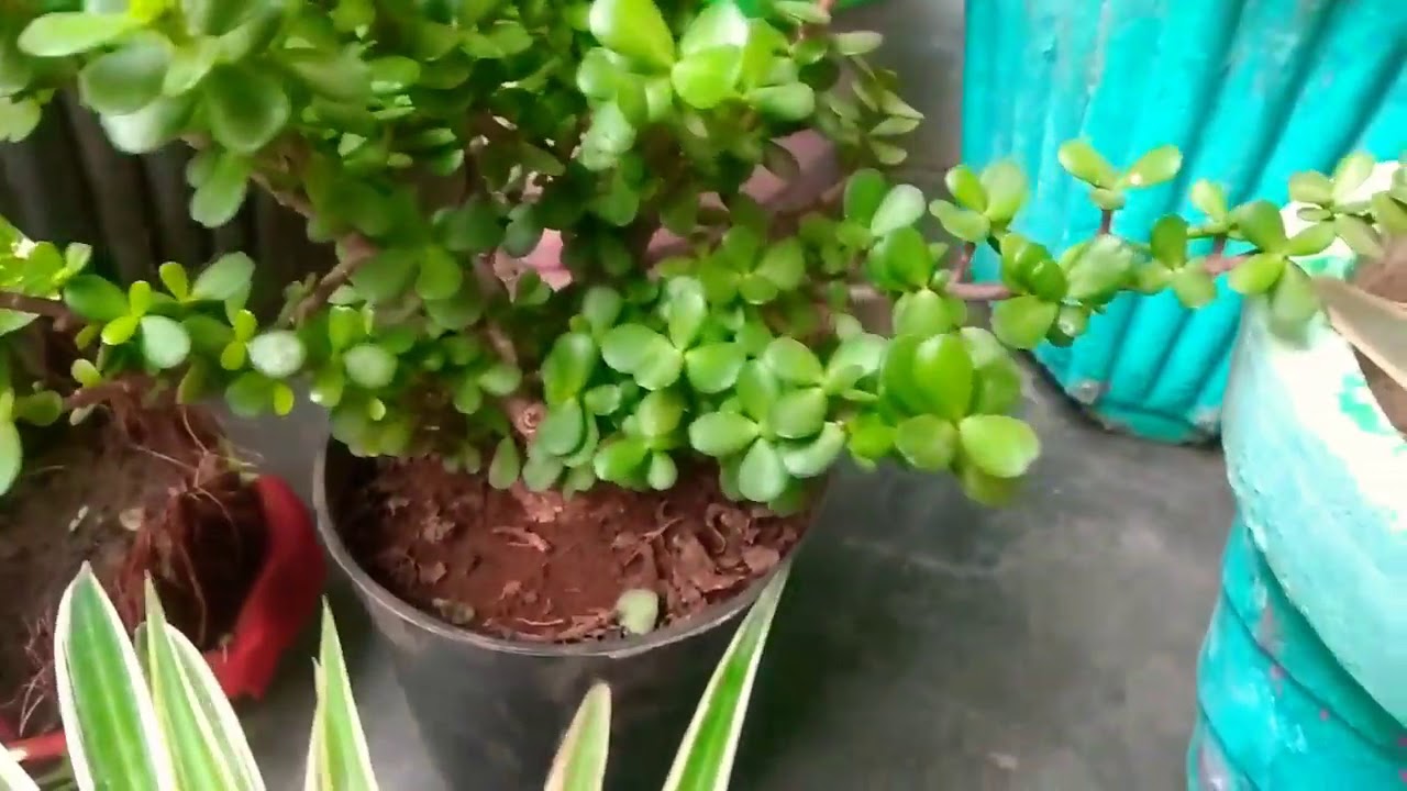 air purifier plant "Jade plant" YouTube Shorts YouTube
