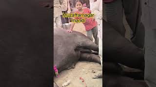 Muzaffarnagar mandi #hifiravish