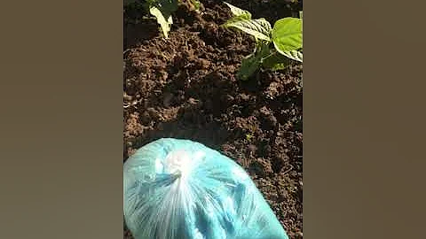 ФАСОЛЬ!Очень нужная подкормка!всем советую!