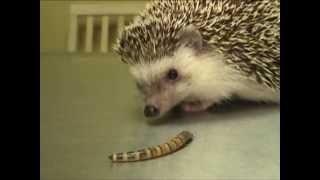 Hedgehog Eating A Superworm Exotic Pet Vet Unedited And Uncut Video
