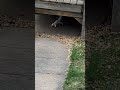 albino squirrel!!