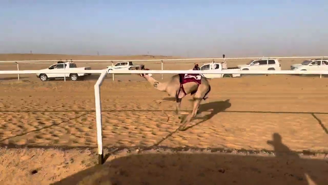 ناصيه/ شليويح صبيح الشمري (افضل توقيت)