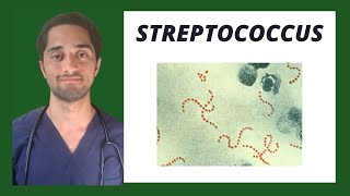 STREPTOCOCCUS (PYOGENES, AGALACTIAE, DYSGALACTIAE, VIRIDANS, PNEUMONIAE) | MICROBIOLOGÍA