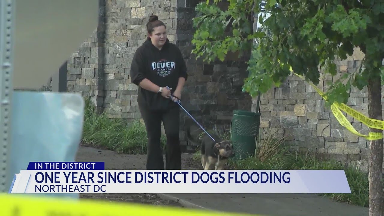 One years since dogs died in doggy daycare flood