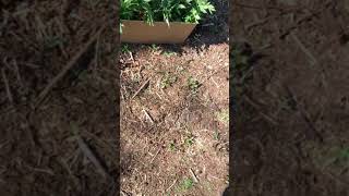 Guerilla grow uk