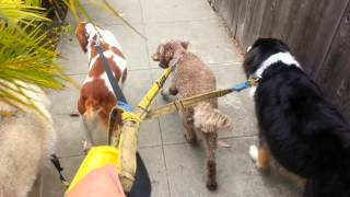 20130817 091912 Walking Dogs Part 2 of 3