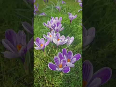 Video: Flori neobișnuite: șofran (crocus)
