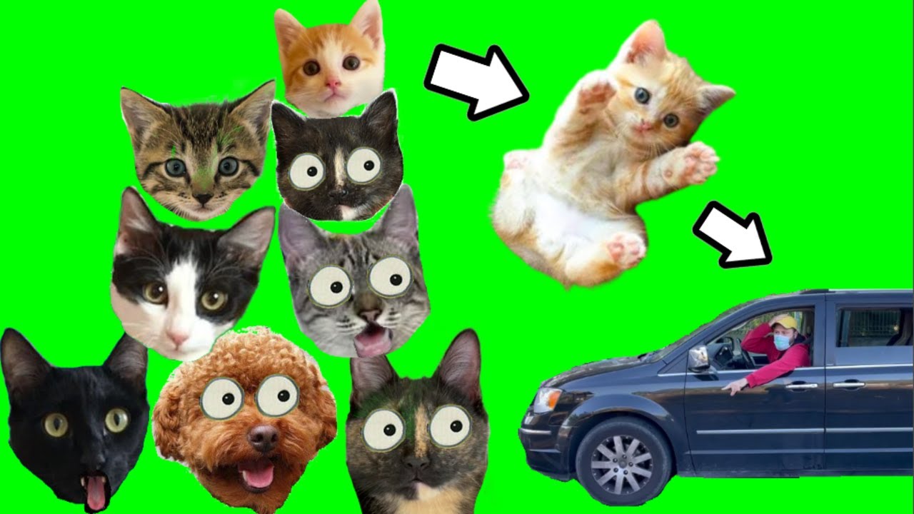 24 horas de viaje en familia con gatitos bebe / Videos de gatos graciosos Luna y Estrella