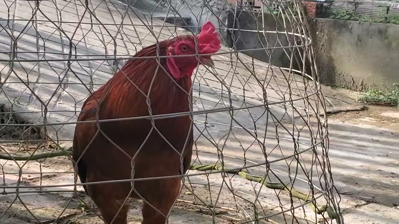 Bảo tòn động vật 