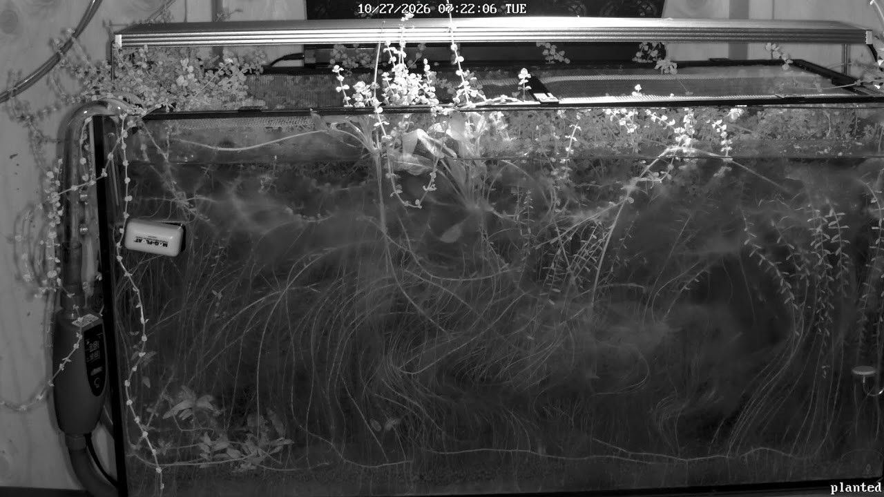 Planted Tank Live Stream - YouTube