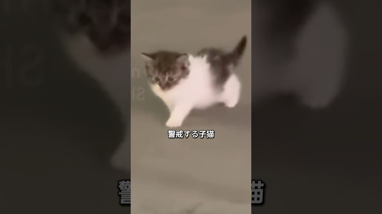 猫家族を飼うことになった