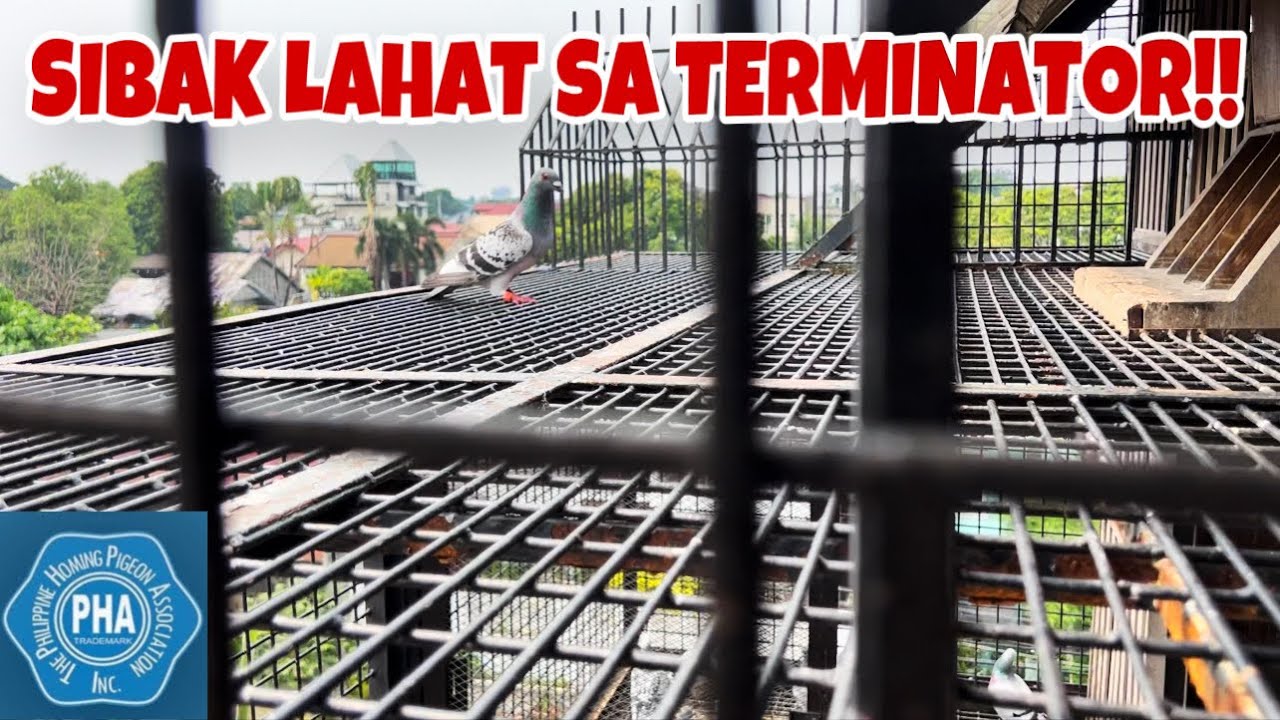 HATAW SA TULIN ANG TERMINATOR!!