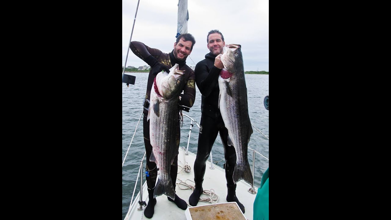 Large stripe bass kill shot with renesub speargun