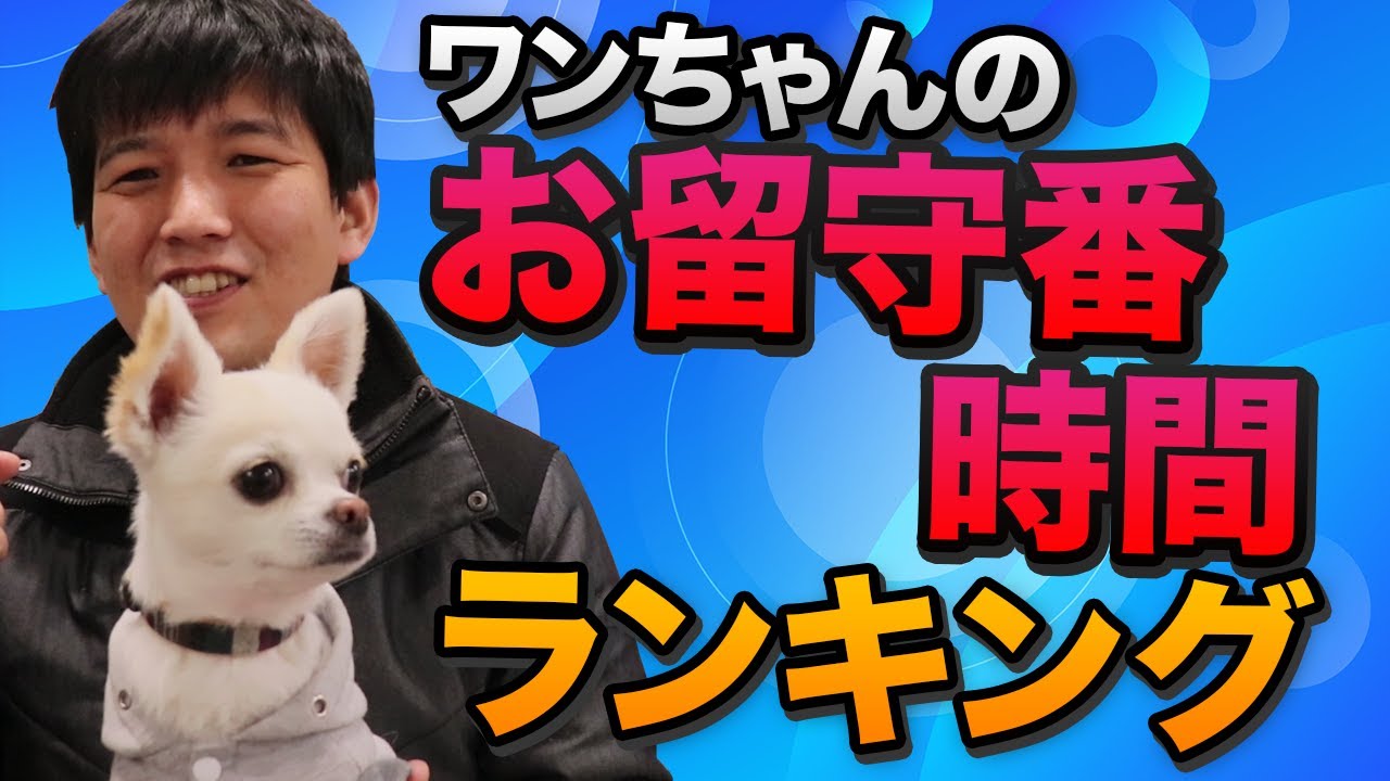 みんなは何時間 ワンちゃんのお留守番時間ランキング Youtube