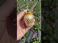 from red strawberry🍓 to gold, wow!! 😍😍🥰🥰🤩🤩ganda talga sa #baguiocity #philippines #travel #vacation