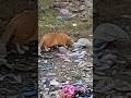 A Homeless Hungry street cat searching food #short