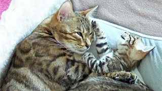 Mommy Cat loves being petted While Sleeping with her Kittens