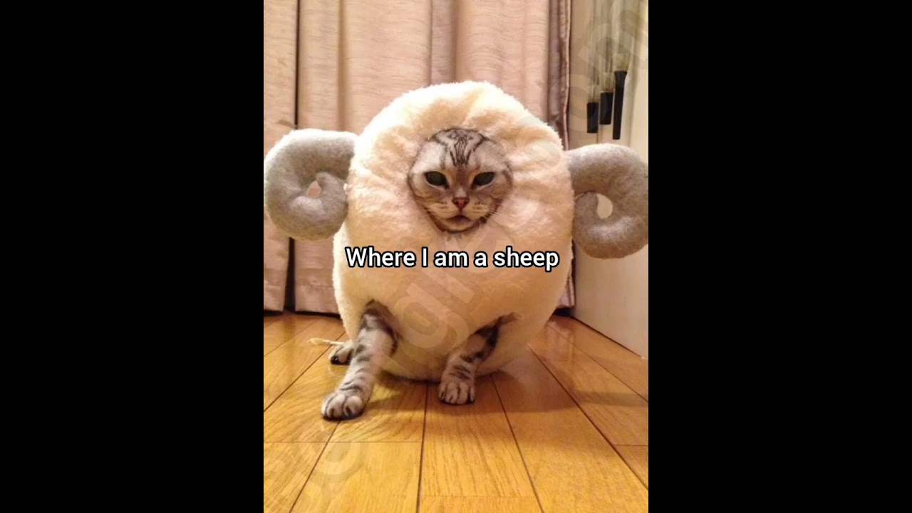 My dream where I was a sheep 