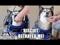 Why My Husky Argues About Wearing A Harness!