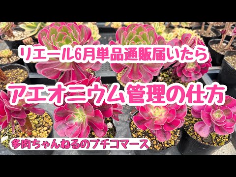 多肉植物】Lier関東・東北支店6月単品通販！アエオニウム管理の仕方