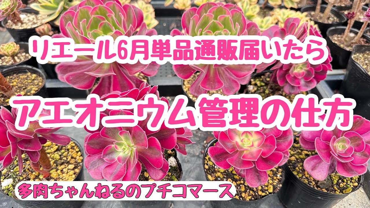 多肉植物】Lier関東・東北支店6月単品通販！アエオニウム管理の仕方