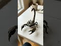 Scorpion model....Mechanical toy//Documentary with AI
