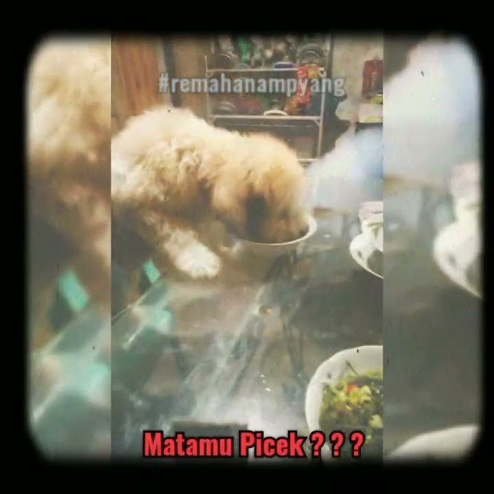Status WA Terbaru Story Whatsapp || Anjing Lucu || @#remahanampyang #storywa  #videoshorts #dog
