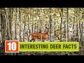 10 interesting deer facts