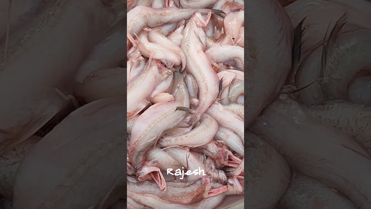 Kabardanga Fish Market I Wholesale Fish Market I Cheapest Fish Market 