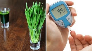 Discover 5 Amazing Health Benefits of Wheatgrass And Grape Fat Mobilizer
