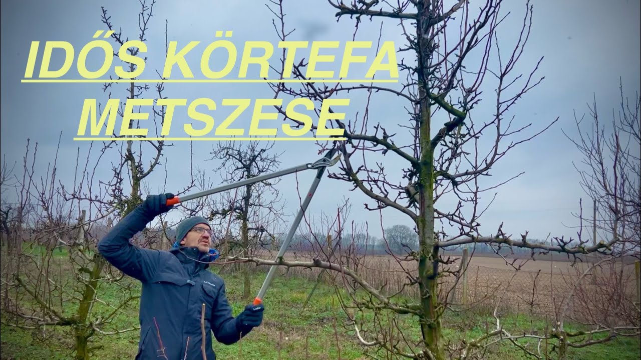 Idős KÖRTE METSZES Packham’s fajta 