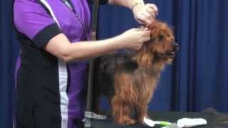 Cheryl Purcell Austrailian Terrier Head