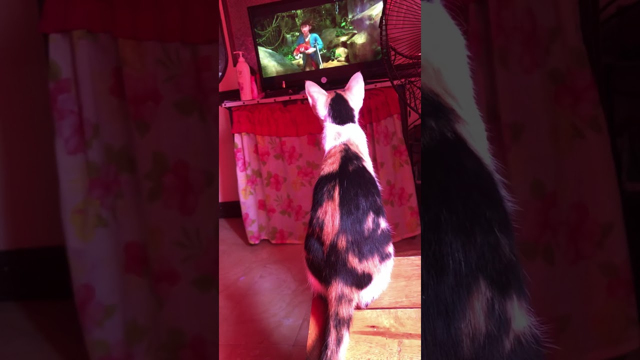 my cat love watching movies😂😂 YouTube