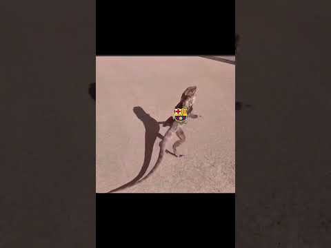 اللي بعده ريال مدريد و برشلونه  