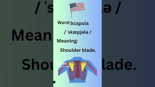 How To Pronounce Scapula In American Accent learnenglish learning