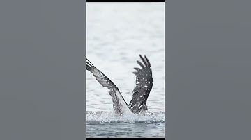 The Osprey accurately fishes, and the highly maneuverable fighter jet moves smoothly