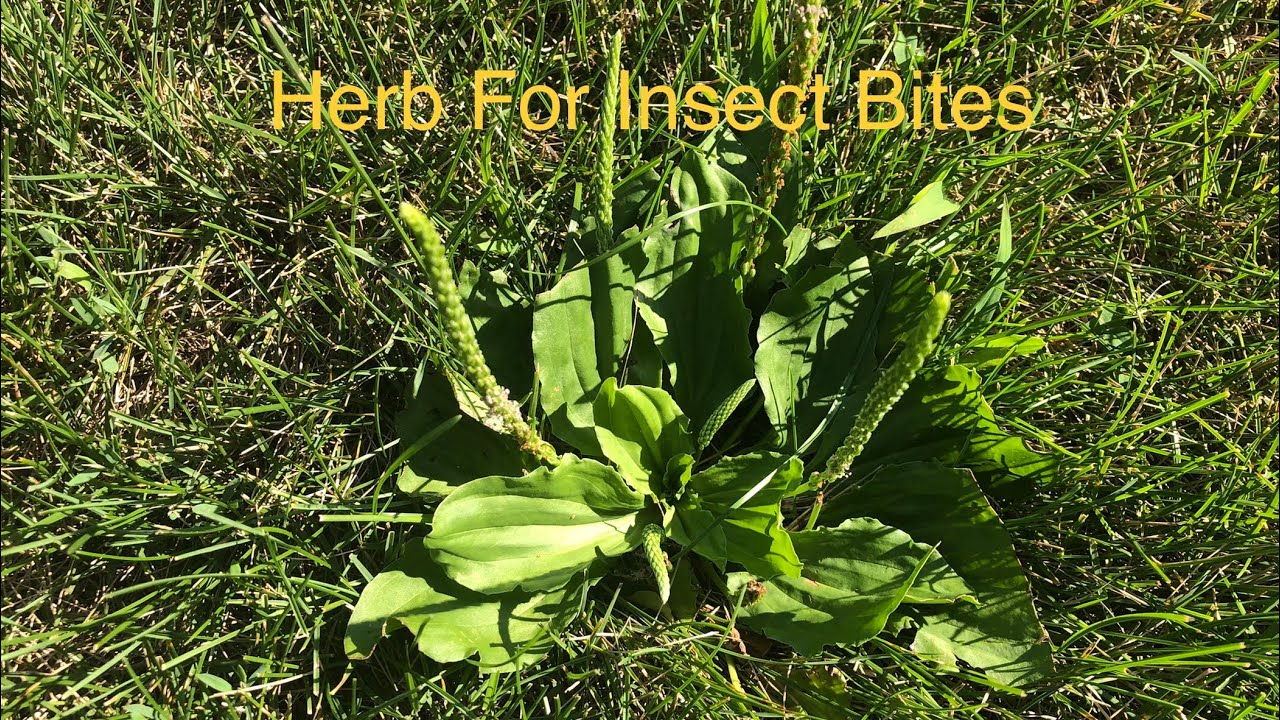 Herbal treatment for bee stings YouTube