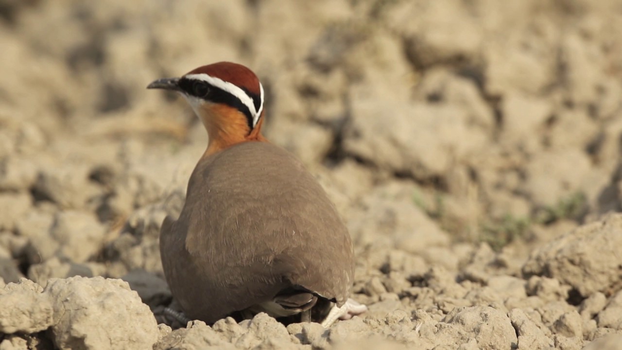 Indian Courser Incubating 2016 