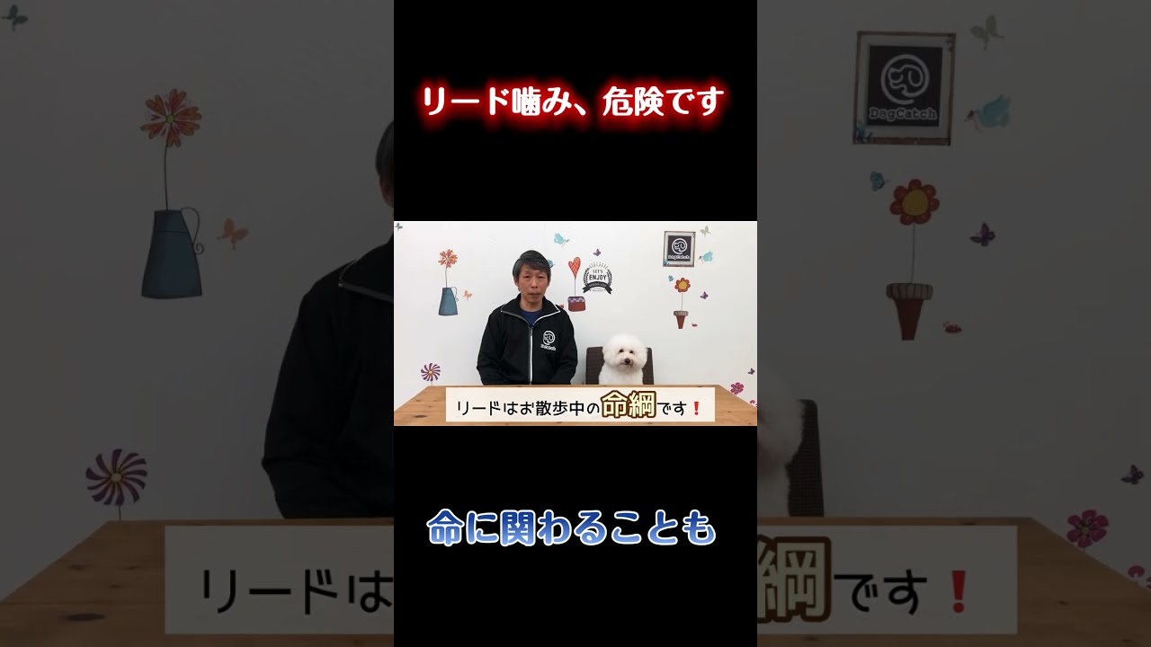 そのクセ…命に関わるかもしれません【犬のしつけ】