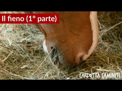 Il fieno - l'alimento più importante