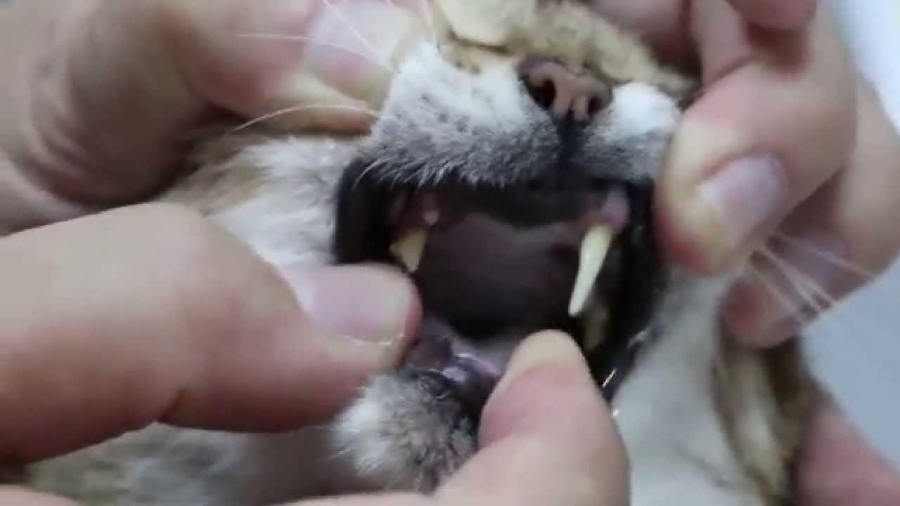 An old cat has a "phlegmy" purring YouTube